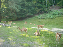 Wildfreigehege Karlsbrunn